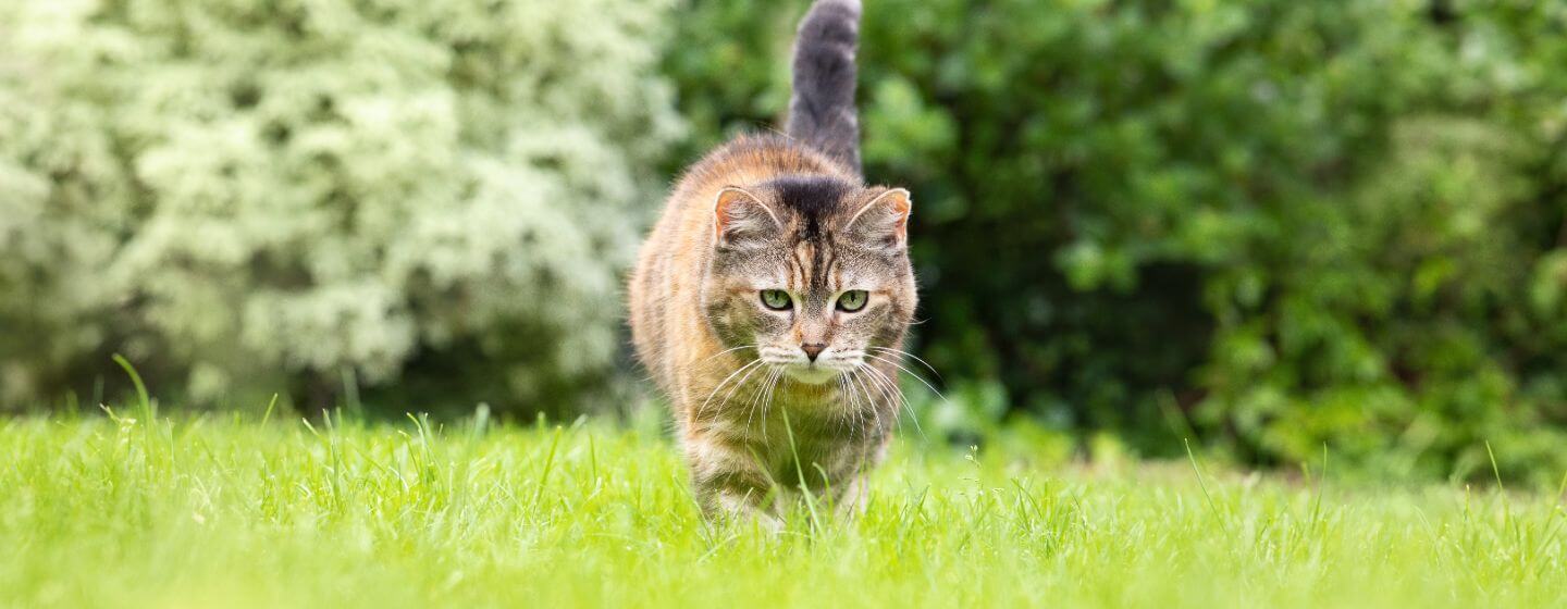 Kočka slídí v trávě