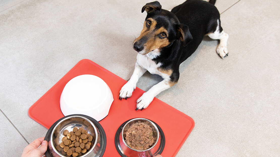 Stránka s nabídkou krmiv pro dospělé psy