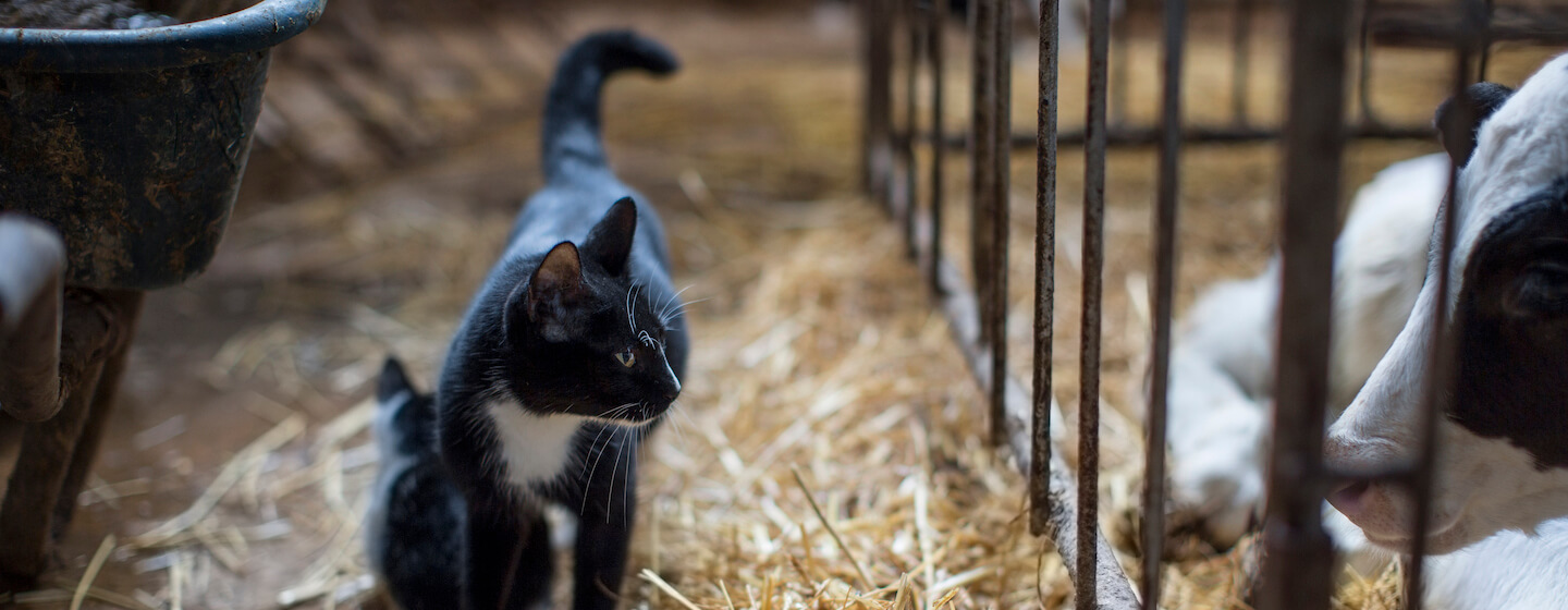 Adopting a Farm or Barn Cat
