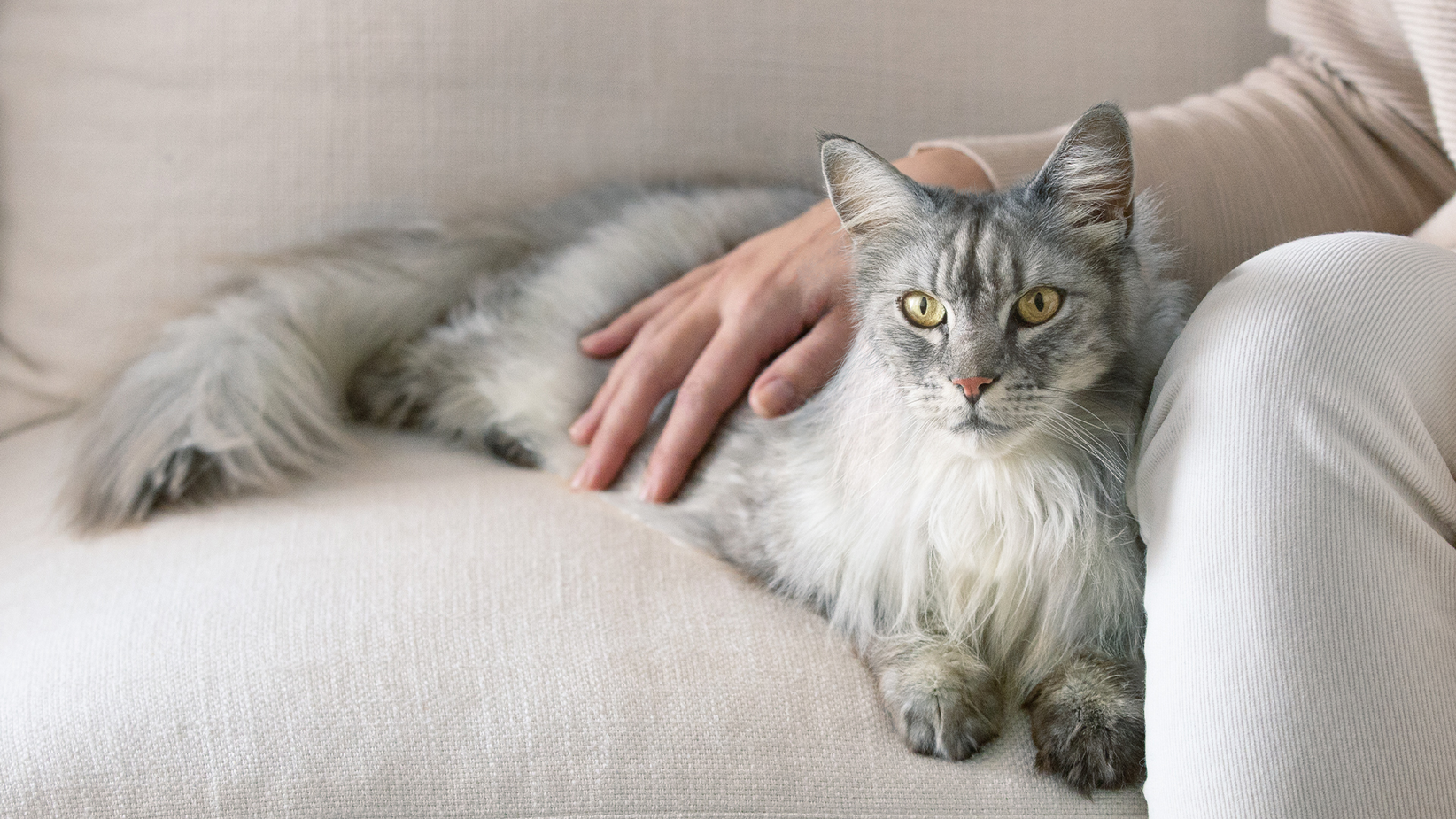 Dlouhosrstá šedá kočka ležící na pohovce s rukou majitele na hřbetě