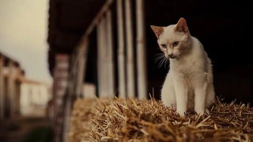 Adopting a Farm or Barn Cat 1