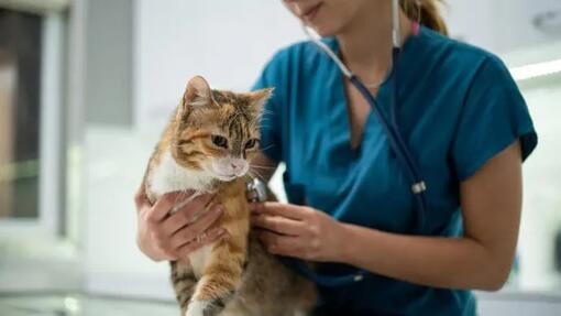 Colitis in cats