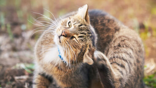 Cat scratching ears