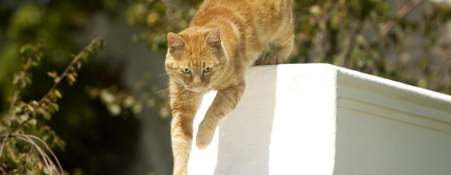 Zrzavá kočka skáče z brány