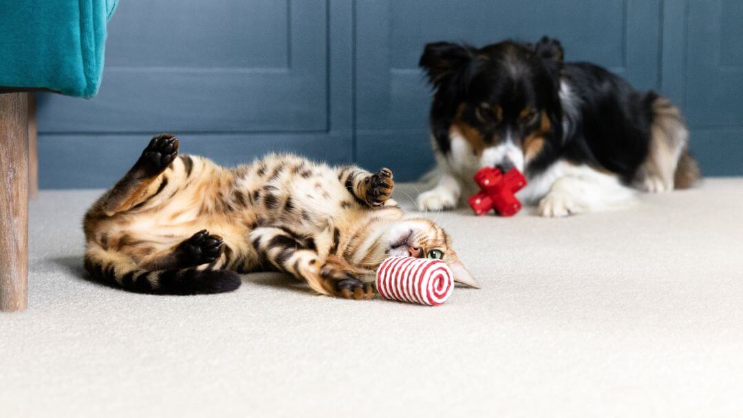 Kočka a psi ležící na podlaze a hrají si s hračkami