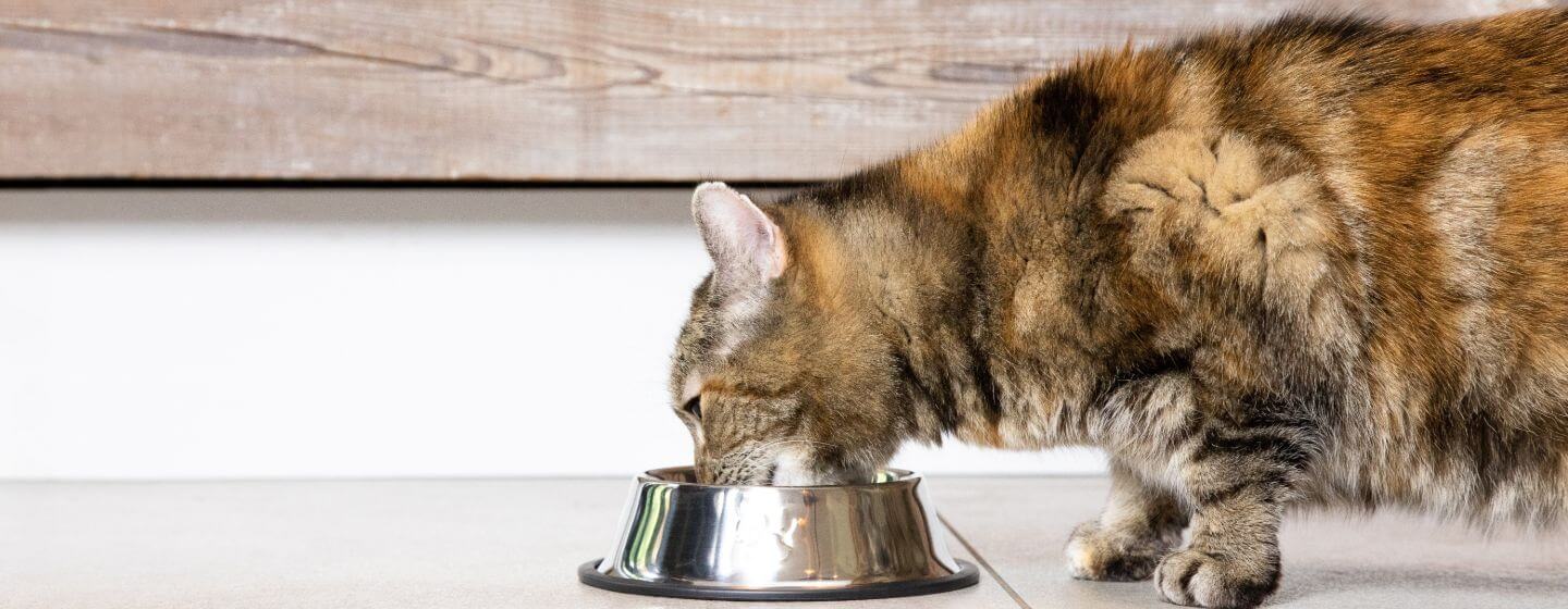Tmavě flekatá kočka pijící vodu z nerezové misky na podlaze