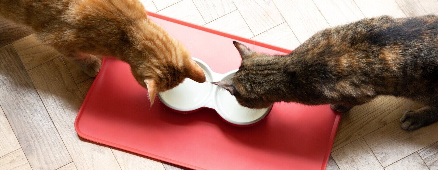 Kočky se krmí z misek