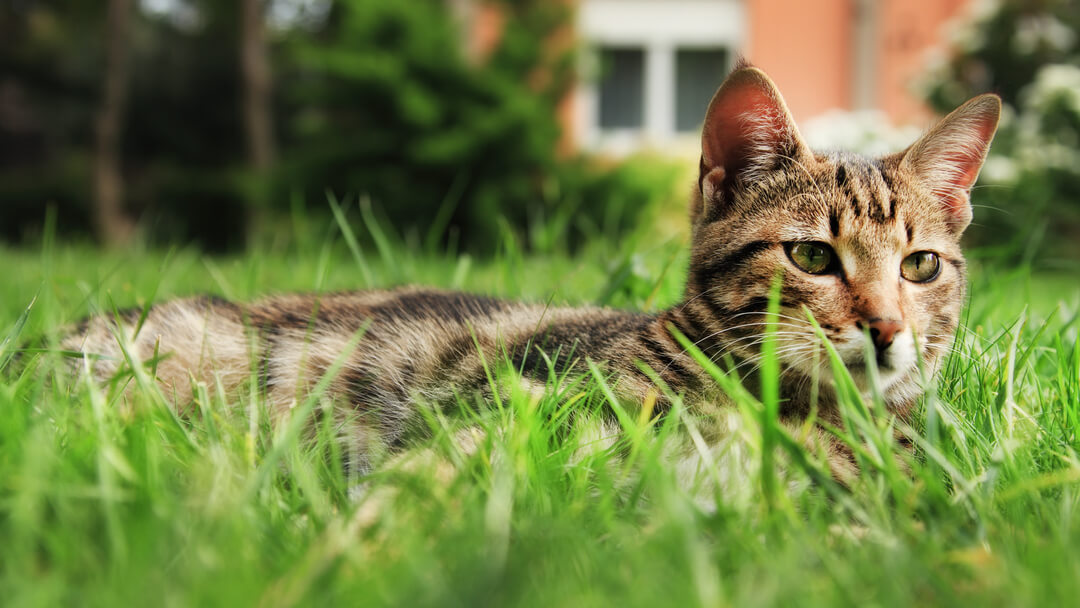 Kočka ležící v trávě