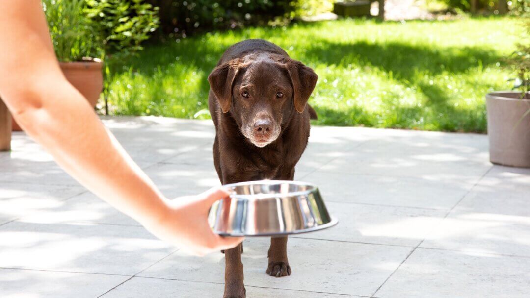 Starší labrador dostává misku