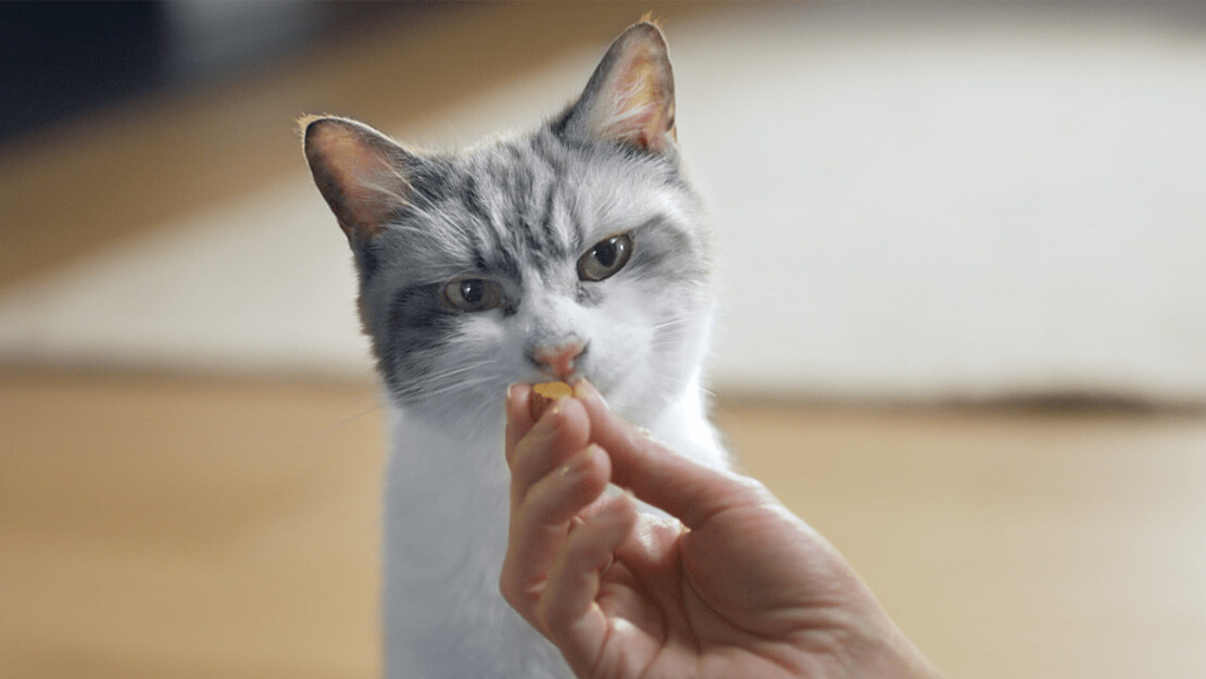 Nabídka dentálních pamlsků pro kočky