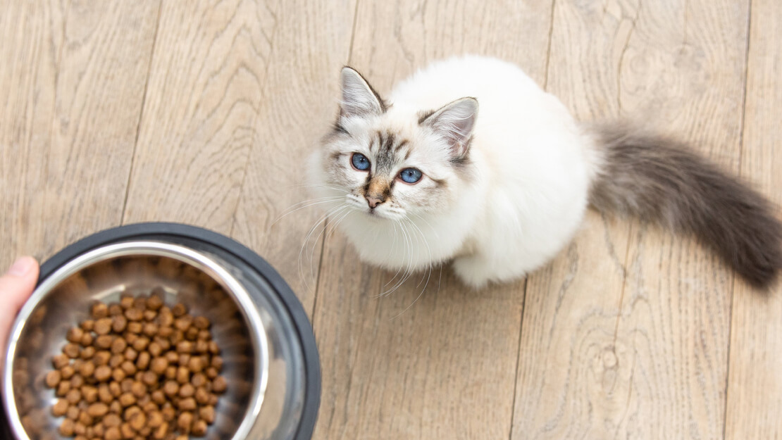 Nabídka granulí pro koťata