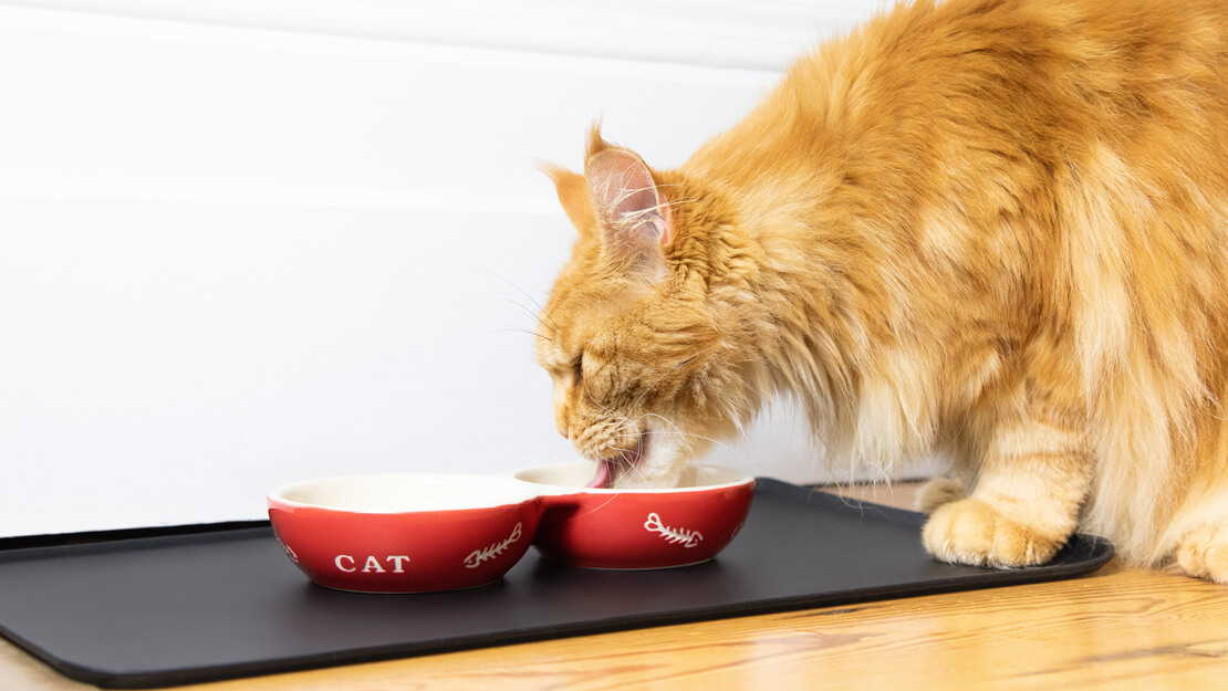 Nabídka krmiv pro kočky s péčí o ledviny