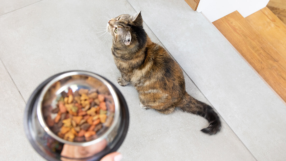 Nabídka krmiv pro kočky s péčí o trávení