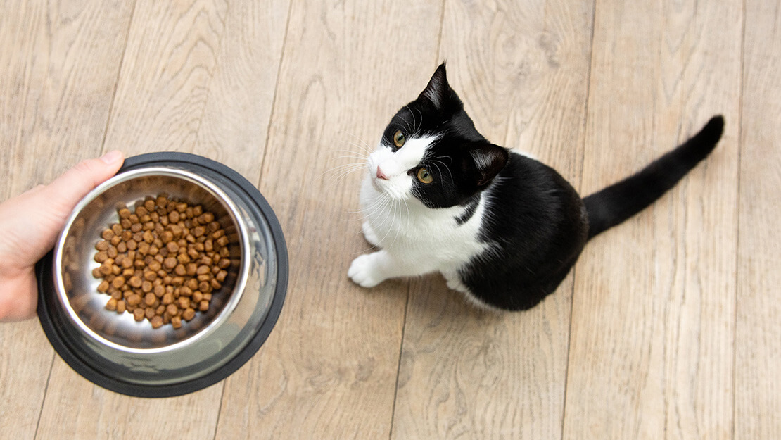 Nabídka krmiv pro kočky bez obilovin