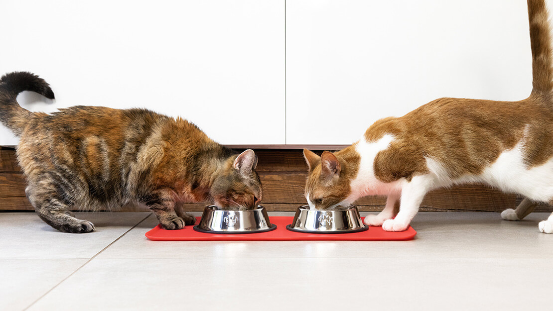 Nabídka hypoalergenních krmiv pro kočky