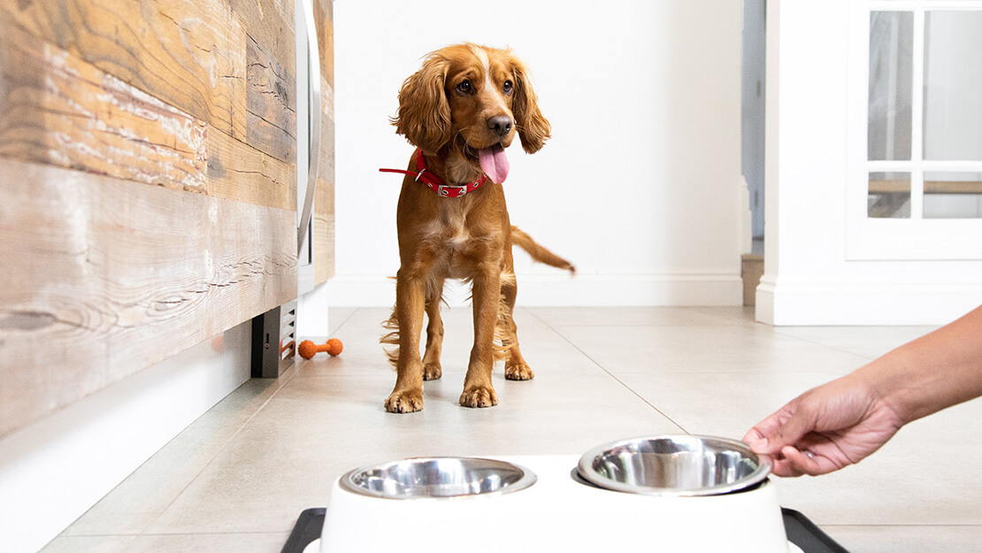 Stránka s nabídkou krmiv pro psy s péčí o trávení