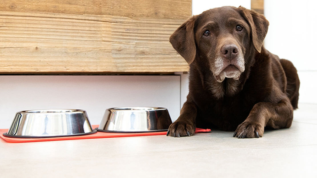 Starší labrador ležící vedle misky s jídlem