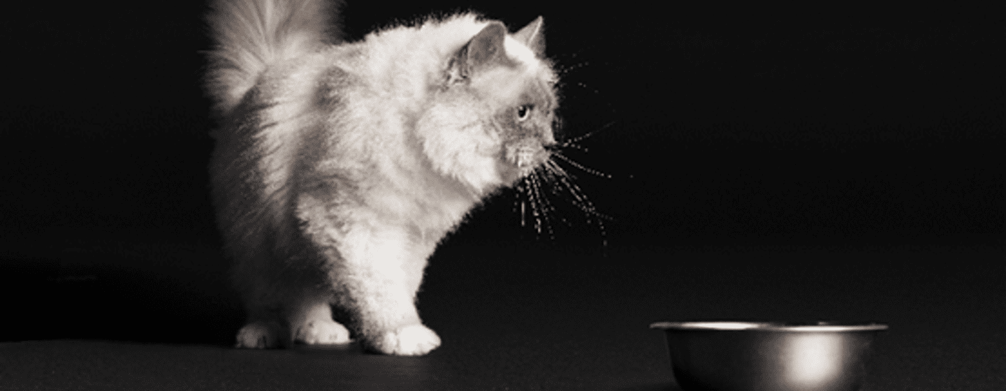 Kočka u misky