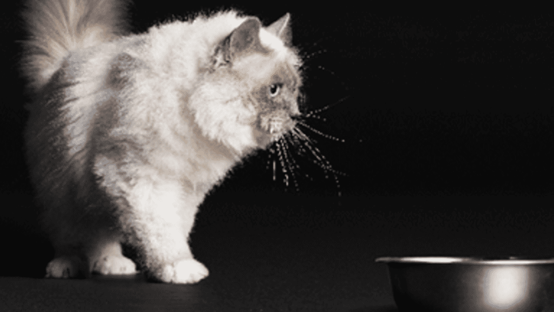 Kočka u misky