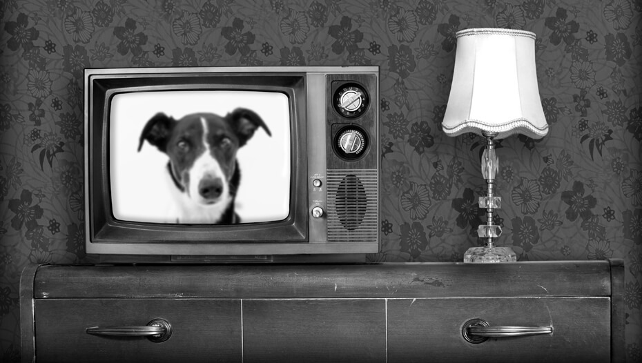 Černobílá stará televize se psem