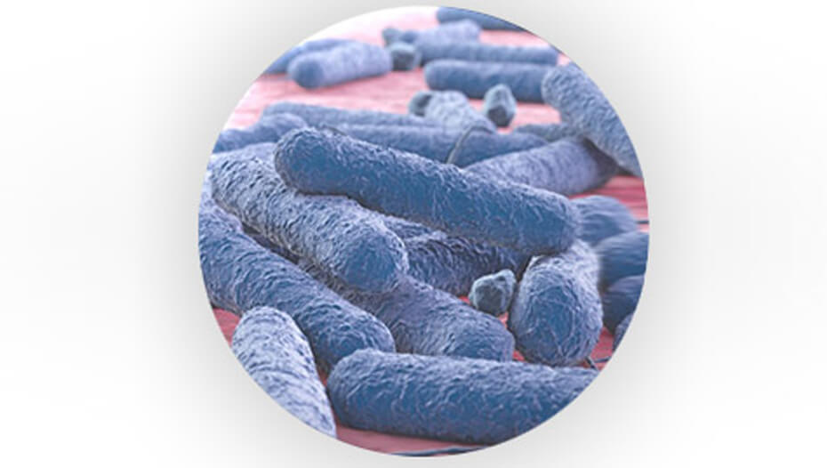 Prebiotické bakterie