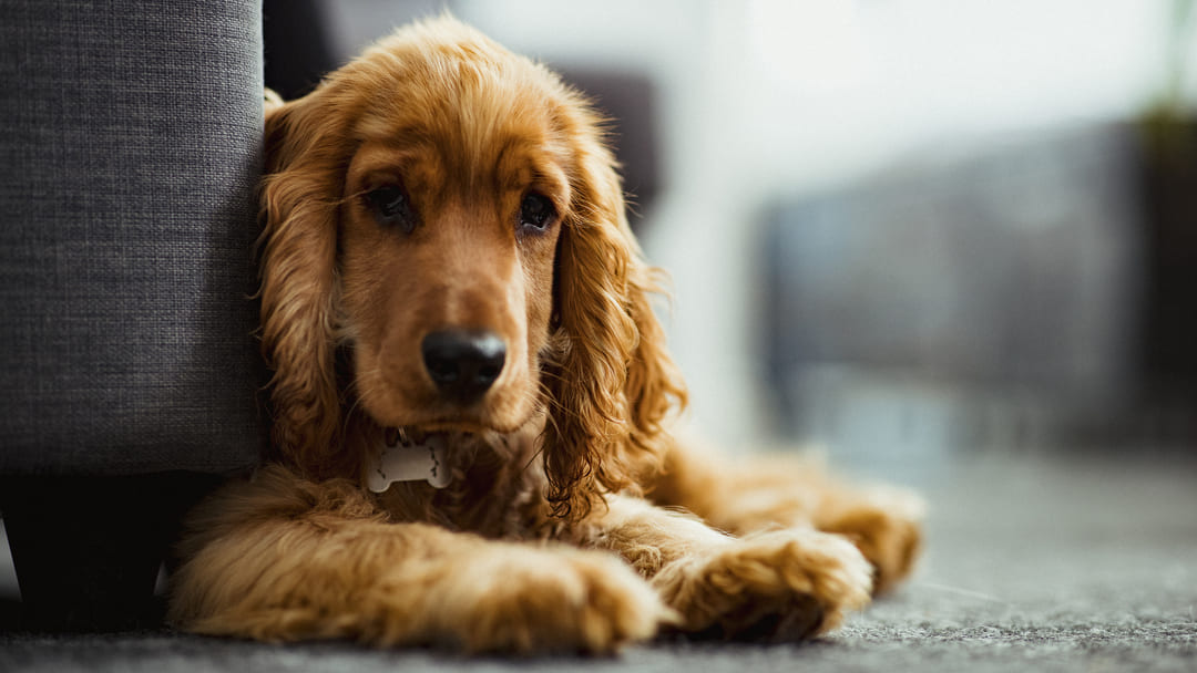 17 nejlepších zlatých psů, které můžete přivítat do rodiny