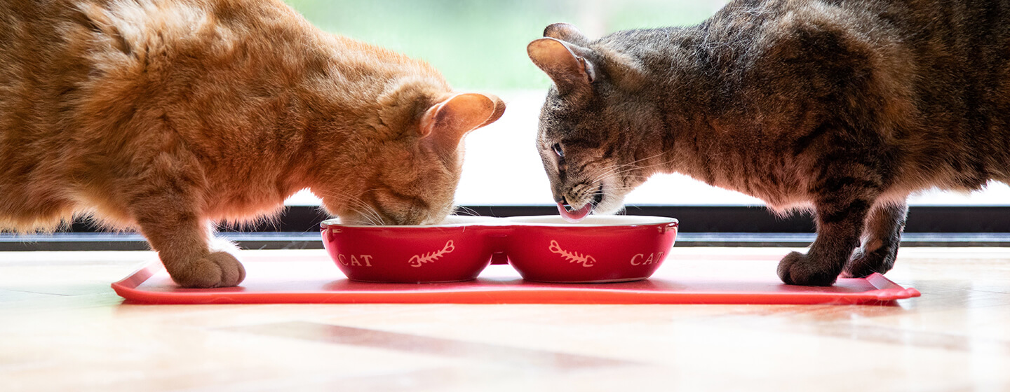 Two cats eating from a red bowl