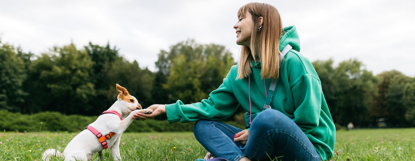 Dog giving paw