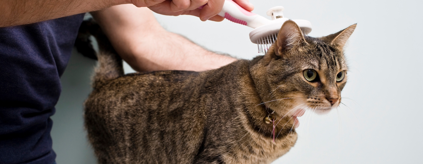 Cat being brushed