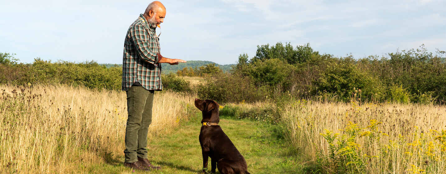 Man in a field training dog