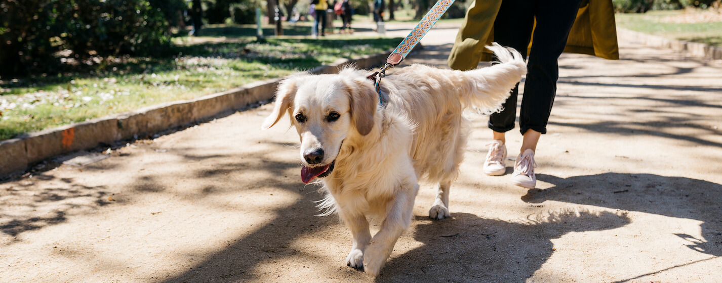 Woman walking dog