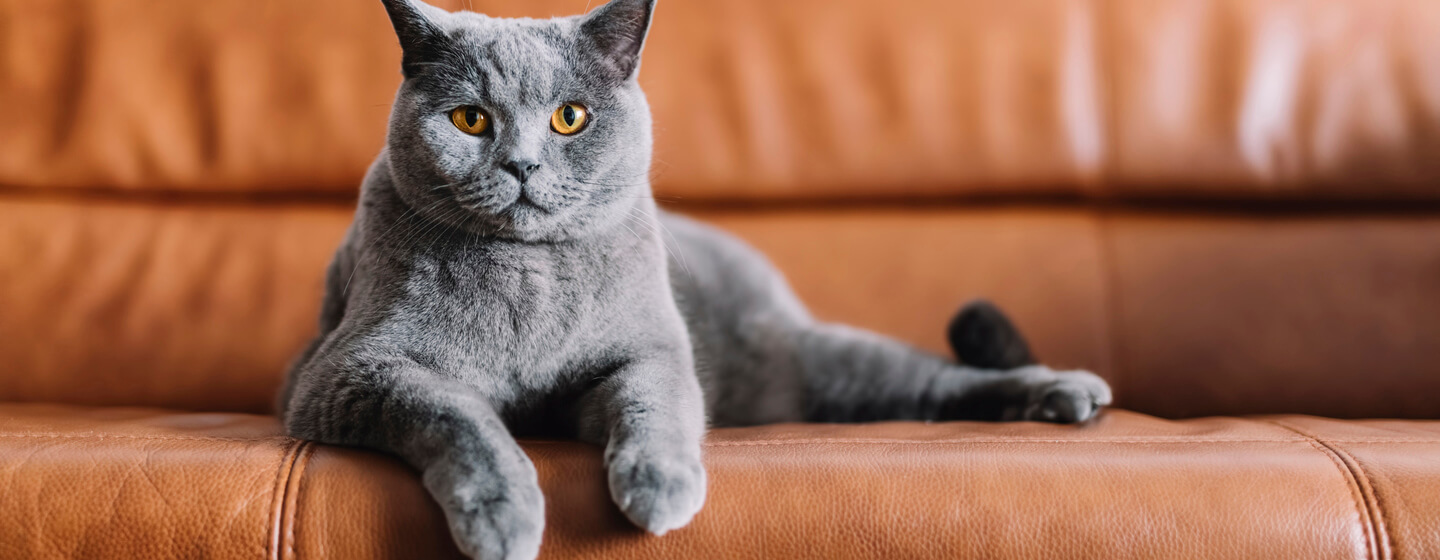 Grey cat sitting on a leather sofa