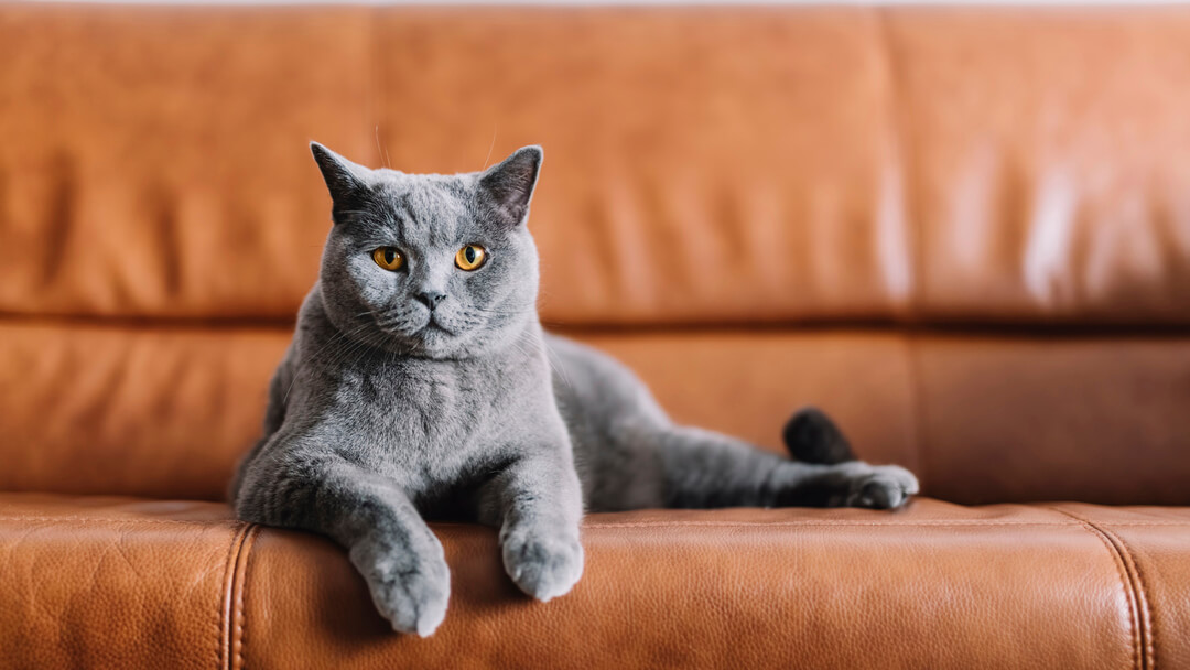 Grey cat sitting on a leather sofa