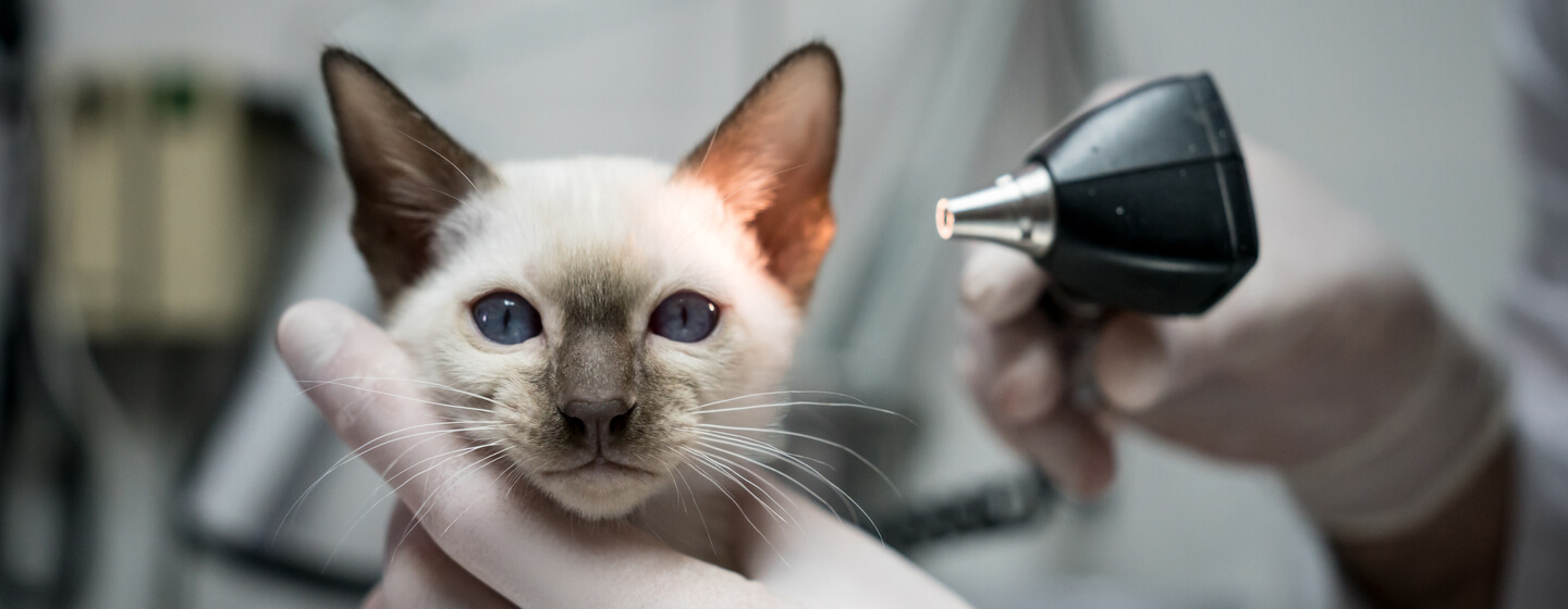 Cat's ears being inspected