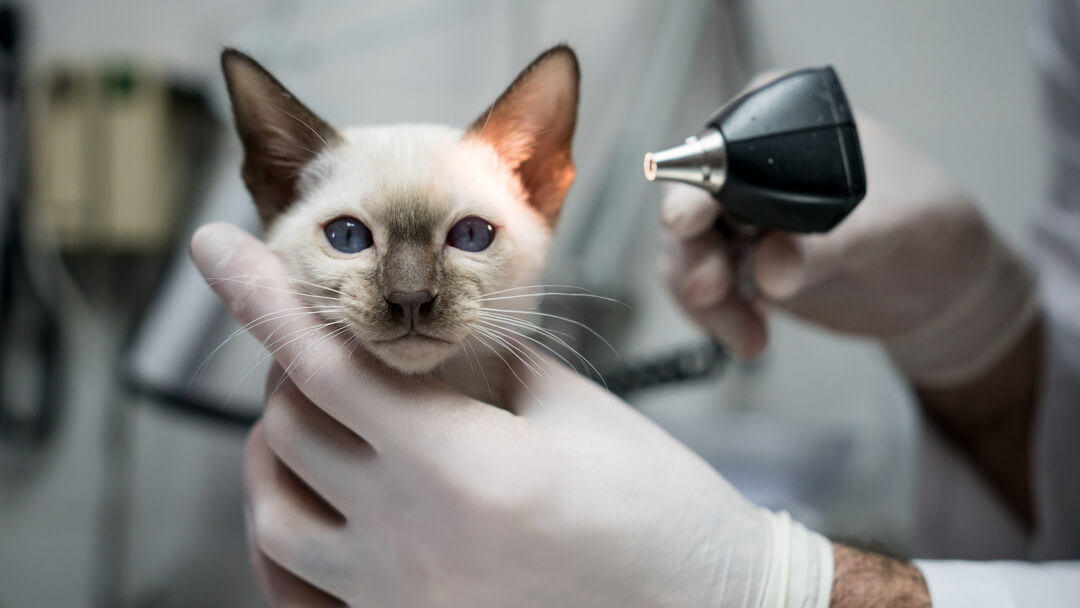 Cat's ears being inspected