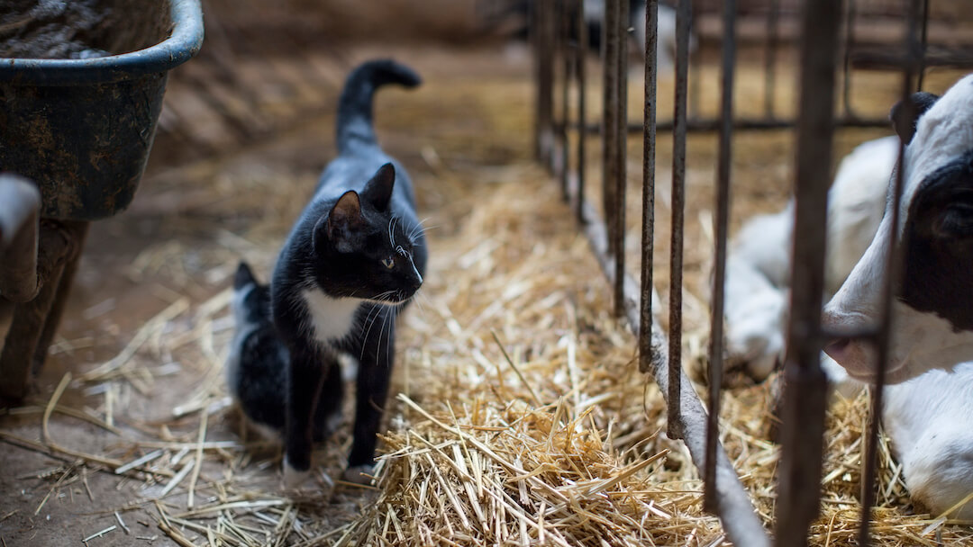 Adopting a Farm or Barn Cat