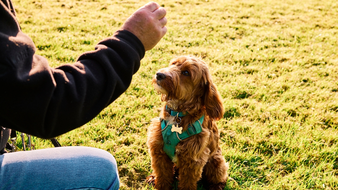 Owner training dog