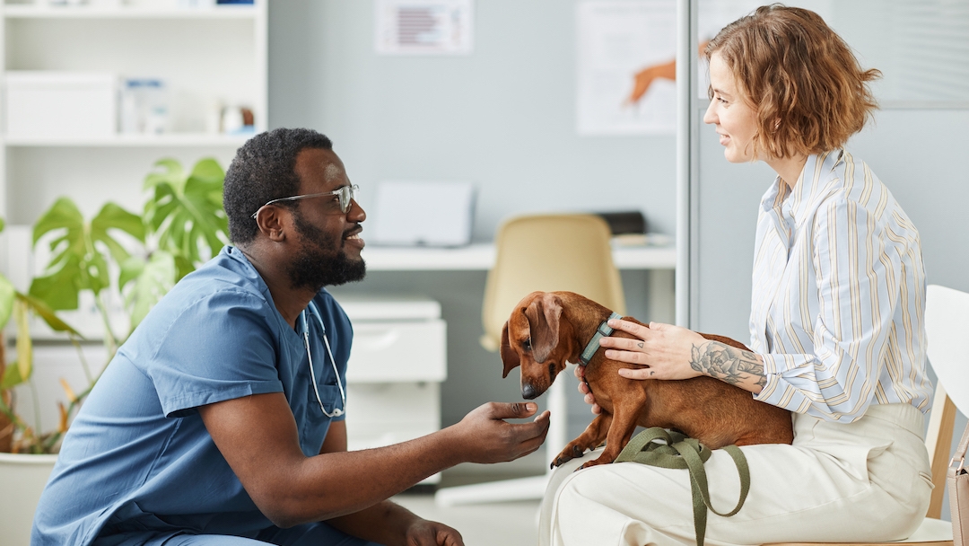 Puppy in vet waiting room with vet and owner