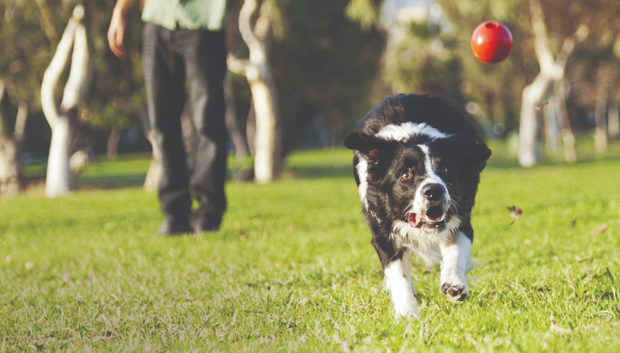 Border Collie pronásleduje červený míček po travnaté ploše