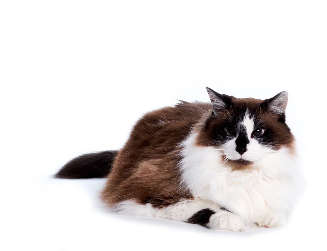 Informace o plemeni koček ragamuffin | Purina CZ