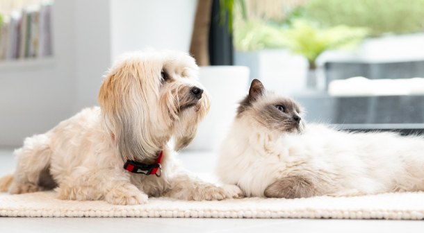 Purina