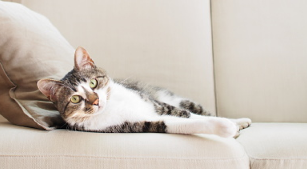 Purina