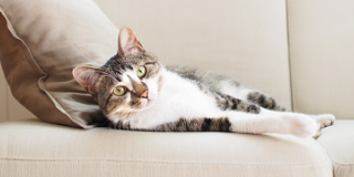 Purina