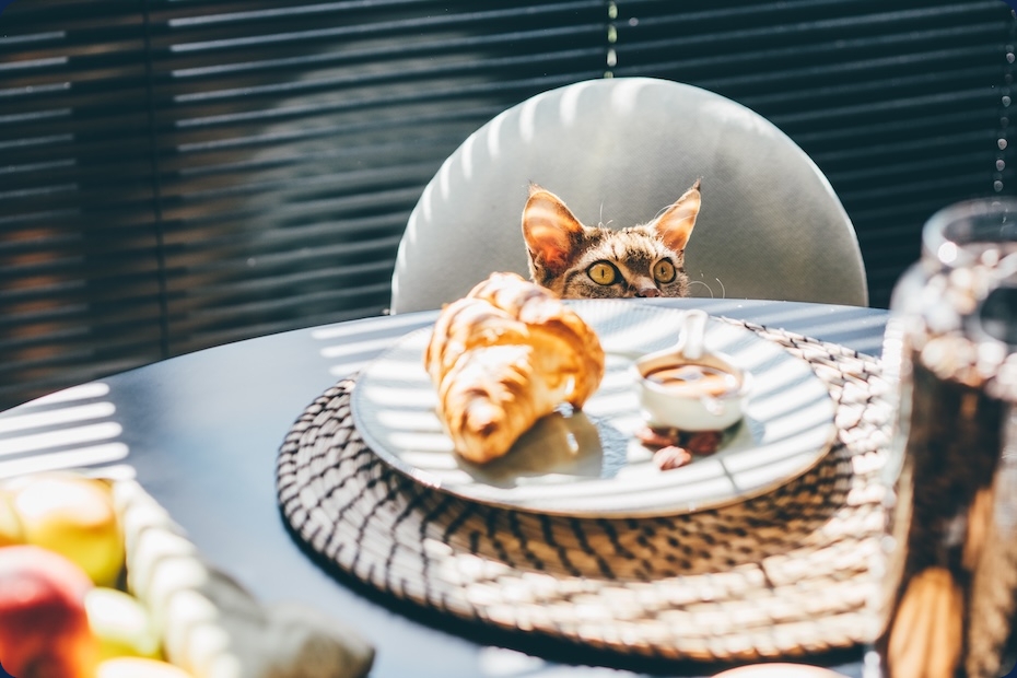 Kočká kouká ze židle na stůl, kde je snídaně