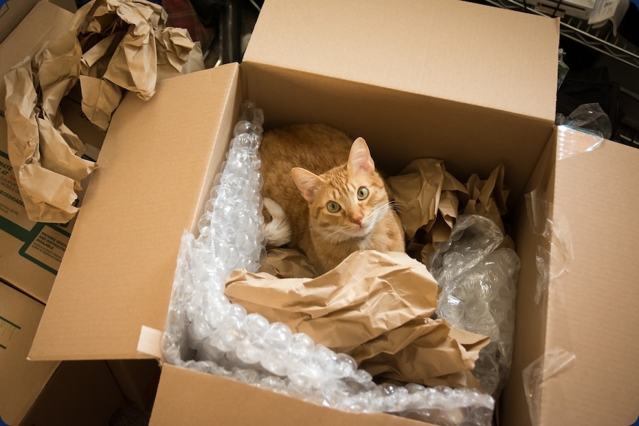 Kočka kouká ven z papírové krabice
