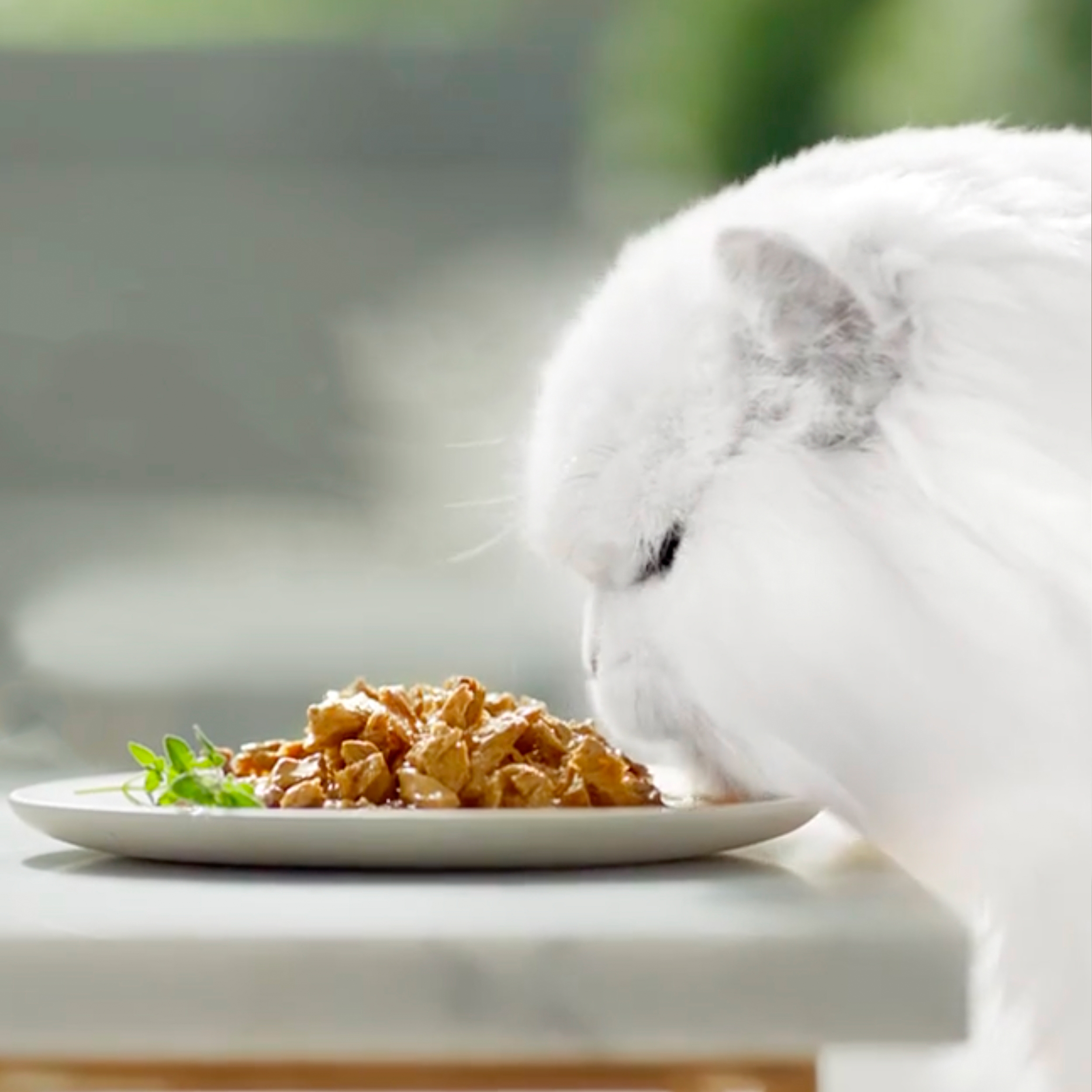 Kočka sedící před krmivem Gourmet® Perle®