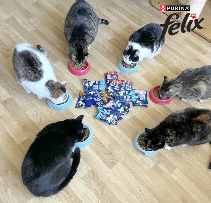 Pět koček u misek Felix® - Radomíra, vítěz fotosoutěže