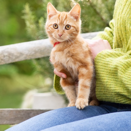 Navigační výzva k akci pro „Produkty pro kočky“