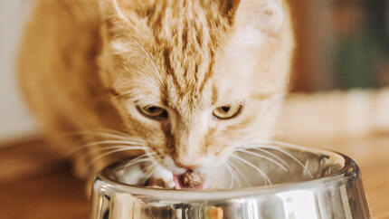 Ginger cat jíst z misky