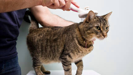 Cat being brushed